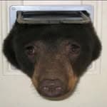 Damion Gore (@ryleypaskal)