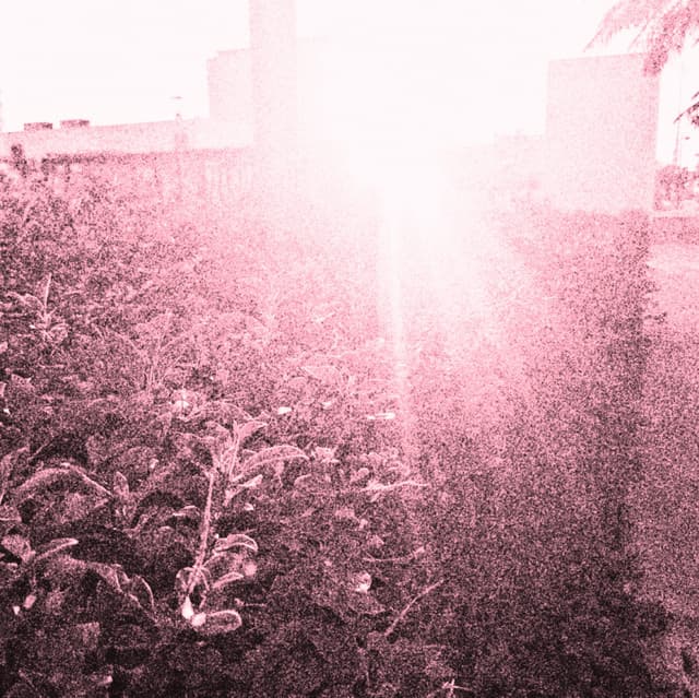 A Rose Dying In The Rain