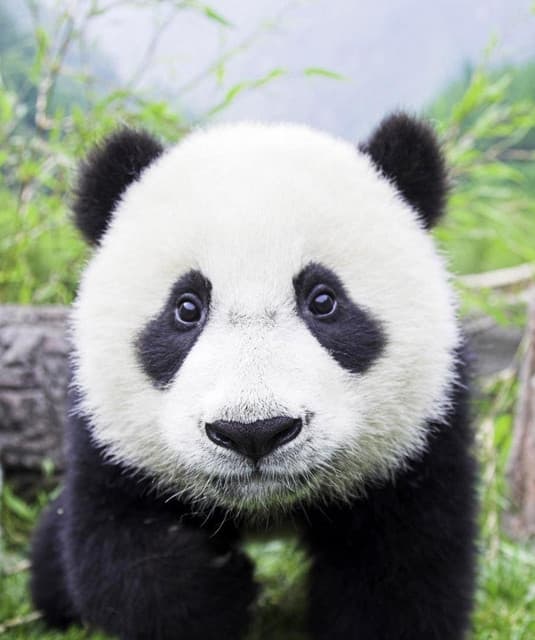 BaoBao