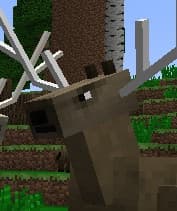 Big Moose