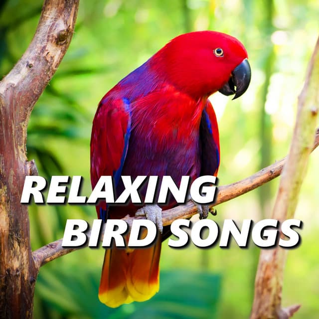 Bird Songs