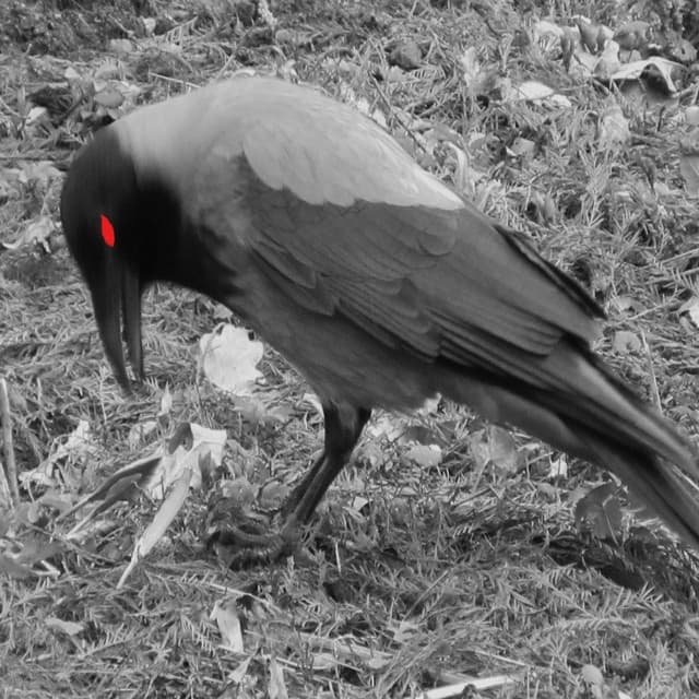Black Metal Crow