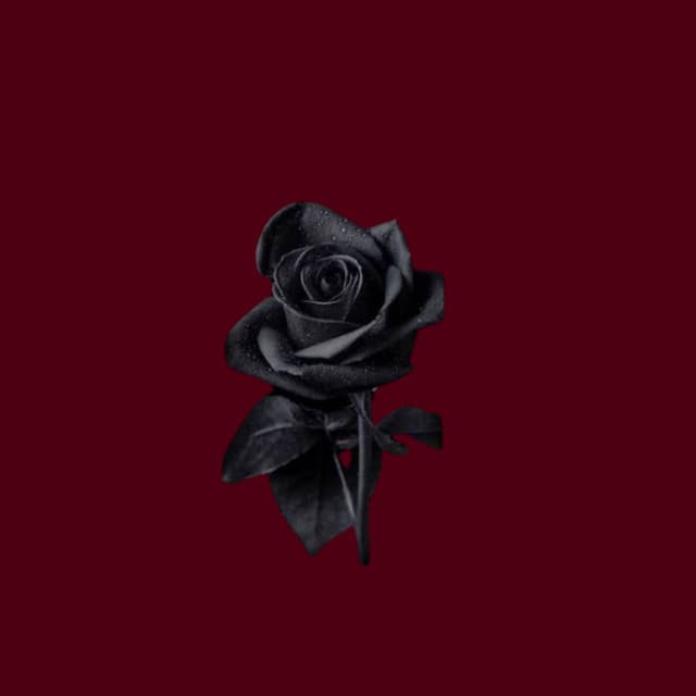 Blackened Rose