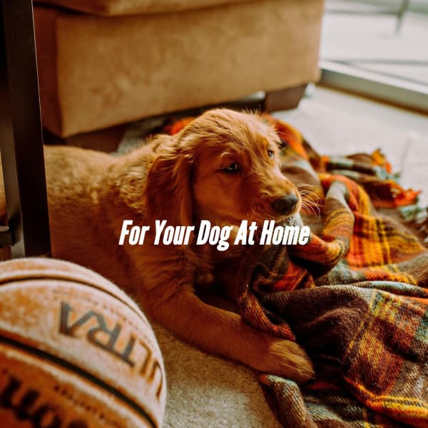 Doggy Music Playlists