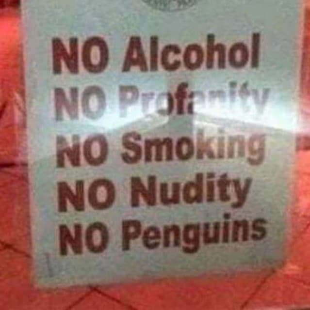 Jackass Penguins