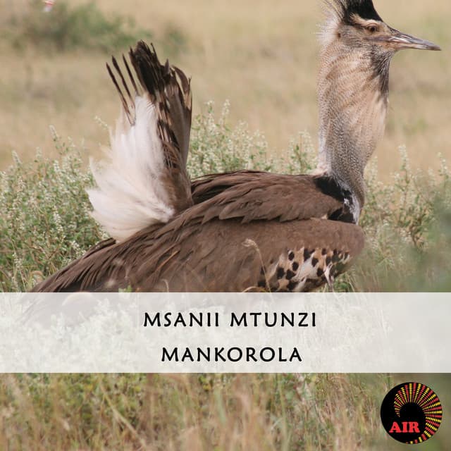 Msanii Mtunzi