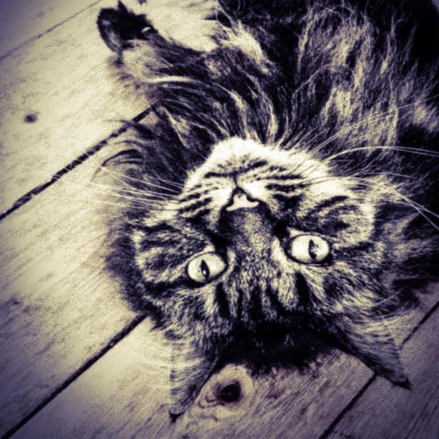 Music For Cats
