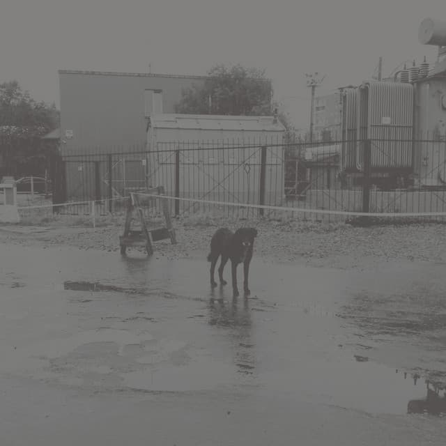 Nivhek