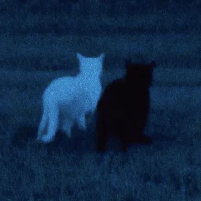 Noctyrn
