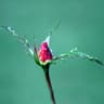 Nurture of Nature