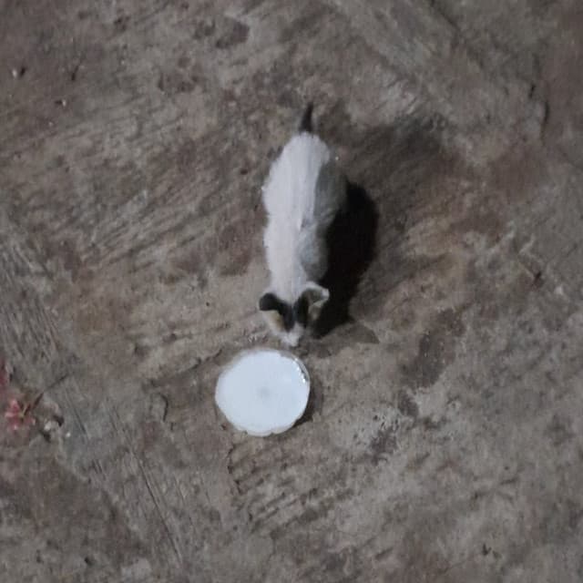 Parikshit.