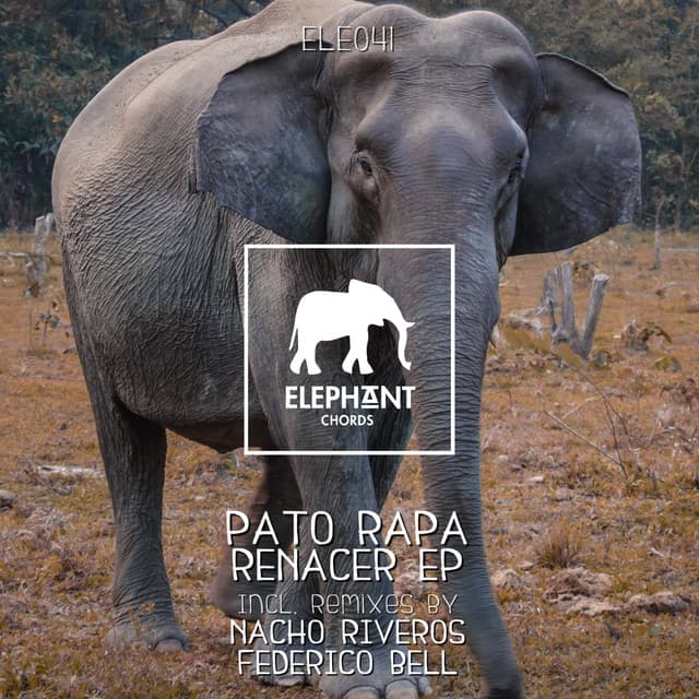 Pato Rapa