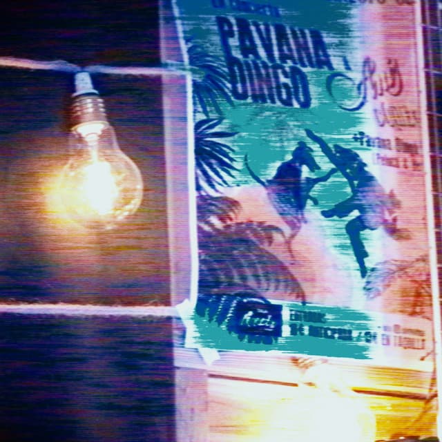 Pavana Dingo