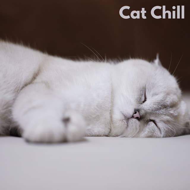 Relax My Cat