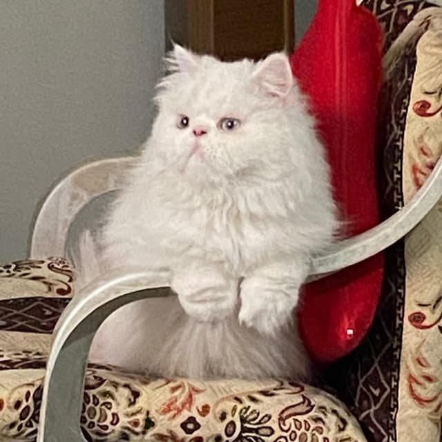 Ross
