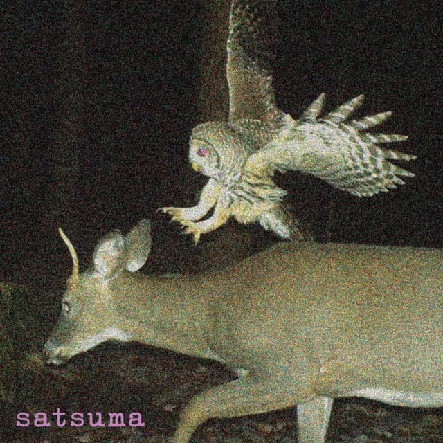 satsuma
