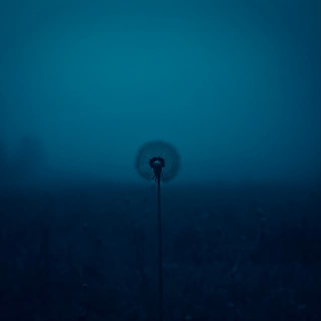 Shadeøn