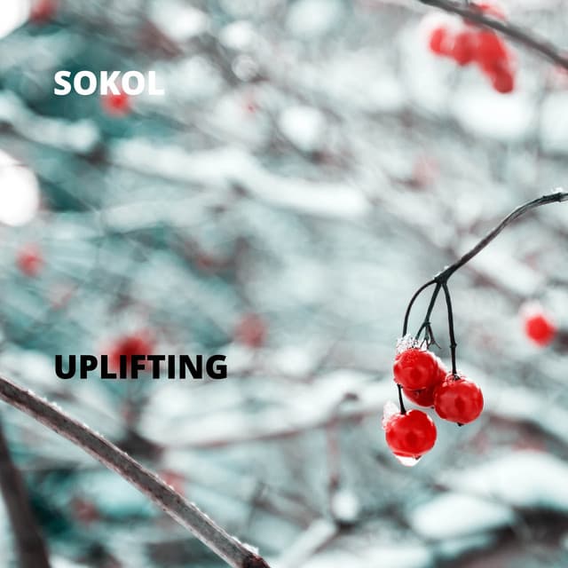 Sokół