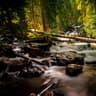 Sonido Del Bosque y Naturaleza