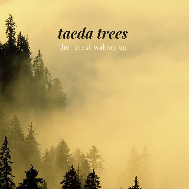 Taeda Trees