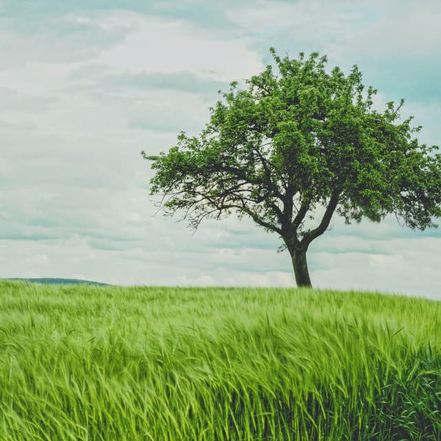 The Lonely Tree