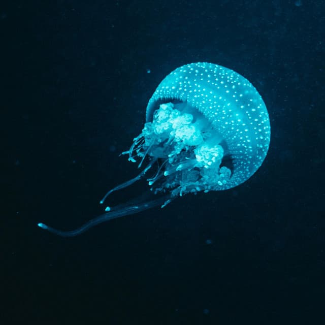 The Silent Ocean