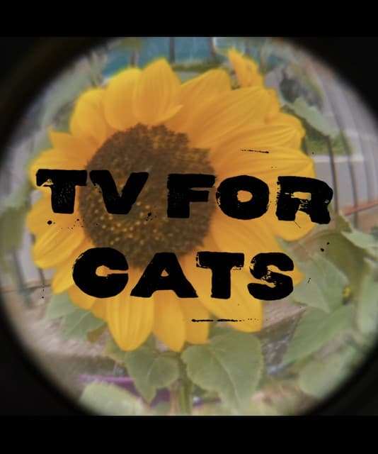 TV For Cats