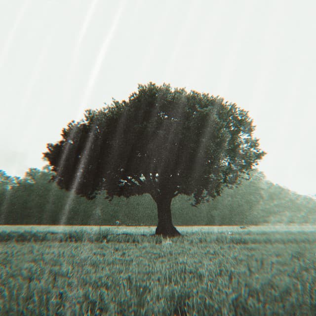 TYLIRS