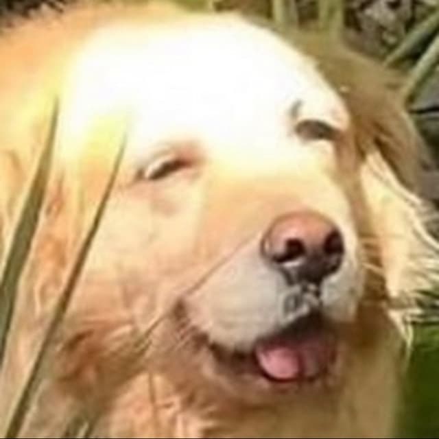 veryolddog