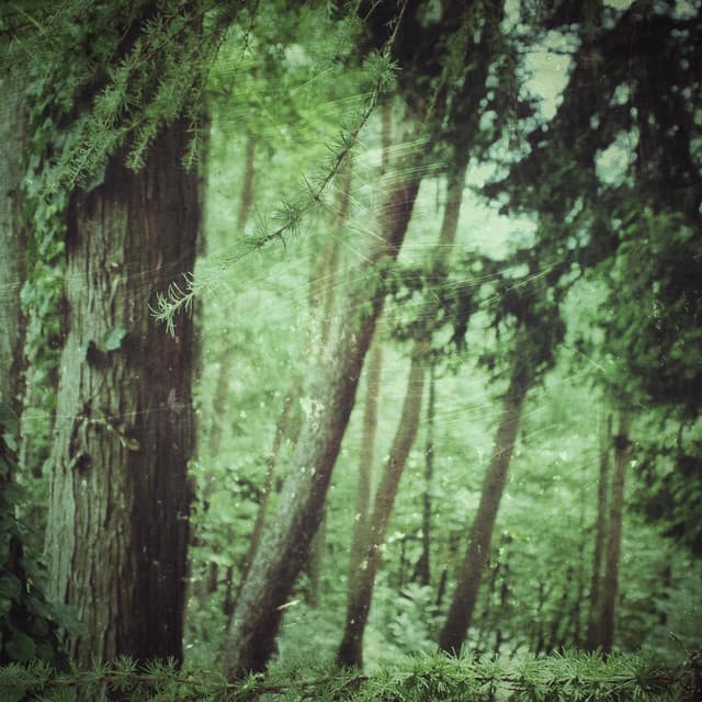 Voices of Nature
