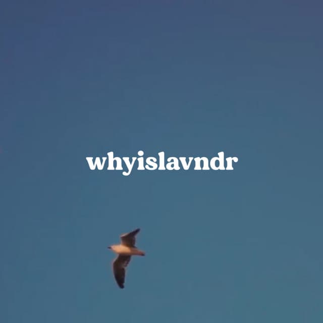 whyislavndr